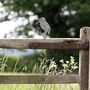 Metal Kingfisher Bird, Water Bird Garden Fence Topper, thumbnail 6 of 10