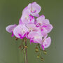 Pink Orchid Artificial Silver 50cm Real Touch, thumbnail 3 of 3