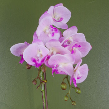 Pink Orchid Artificial Silver 50cm Real Touch, 3 of 3