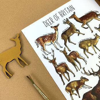 Deer Of Britain Watercolour Postcard, 5 of 10
