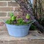 Hyacinth Spring Zinc Planter Gift, thumbnail 2 of 2