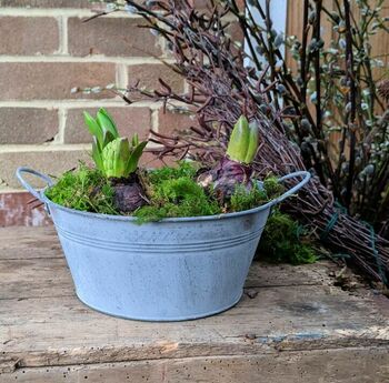 Hyacinth Spring Zinc Planter Gift, 2 of 2