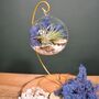 Diy Air Plant Terrarium Kit Hanging Terrarium Gift Blue Moss With Optional Gold Stand, thumbnail 5 of 7