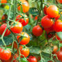 Tomato 'Tumbling Tom Red' Nine X Plug Plant Pack, thumbnail 3 of 5