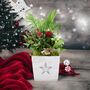 Christmas Indoor Plant Gift In Wooden Star Planter, thumbnail 1 of 2