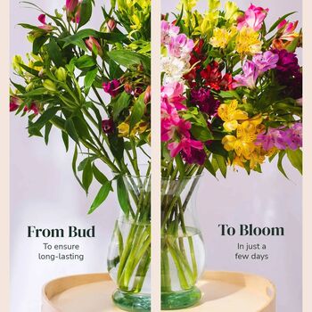 Guernsey Mixed Alstroemeria Fresh Flowers, 3 of 3