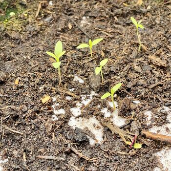 Pack Of Floral Plantable Note Cards With Envelopes, 6 of 6