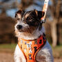 Cartoon Dog Print Dog Harness, thumbnail 1 of 12