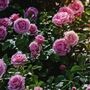 Floribunda Rose Plant 'Special Anniversary', thumbnail 4 of 5