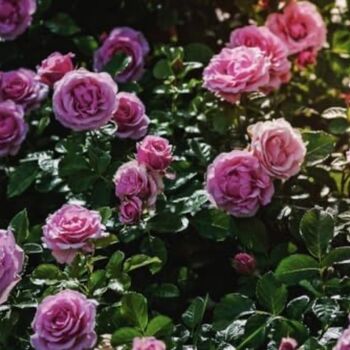 Floribunda Rose Plant 'Special Anniversary', 4 of 5