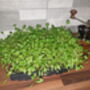 Organic Gourmet Microgreen Twin Kit, thumbnail 3 of 7