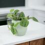 Satin Pothos Houseplant In 12cm Pot – Silver Vine, thumbnail 6 of 6