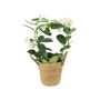 Stephanotis Jasmine Hoop In White Ceramic Pot – 40cm, thumbnail 3 of 9