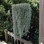 Dichondra Silver Falls – 3x 9cm Potted Trailing Plants, thumbnail 3 of 3