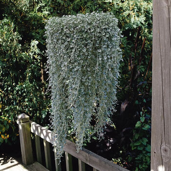 Dichondra Silver Falls – 3x 9cm Potted Trailing Plants, 3 of 3