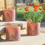 Set Of Three Personalised Botanical Ceramic Plant Pots, thumbnail 1 of 11