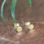 Nova Nine Carat Gold Hex Stud Earrings, thumbnail 1 of 2