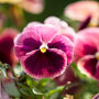 Flowers Pansy 'Coastal Sunrise Mix' 20 X Plant Pack, thumbnail 3 of 6