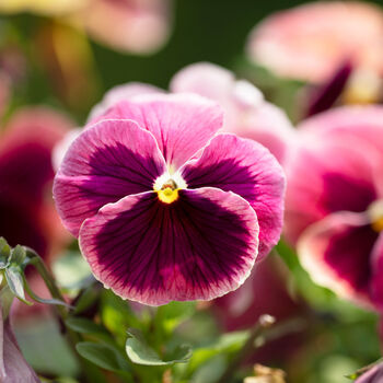 Flowers Pansy 'Coastal Sunrise Mix' 20 X Plant Pack, 3 of 6