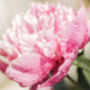 Peony Plants, thumbnail 6 of 7
