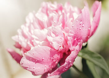 Peony Plants, 6 of 7