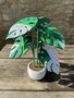 Monstera Variegata Plant With Six Leaf Coasters, thumbnail 1 of 11