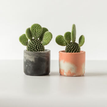 Baby Bunny Ear Cactus With Handmade Pot, 6 of 8
