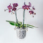 Orla, Hanging Glass Planter, Ideal For Orchids, thumbnail 5 of 12