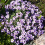 Flowers Aubrietia 'Lilac Blue' 12 X Plant Pack, thumbnail 2 of 2