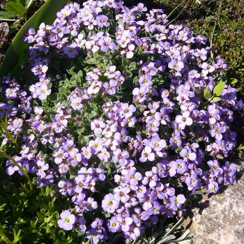 Flowers Aubrietia 'Lilac Blue' 12 X Plant Pack, 2 of 2