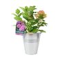 Pink Hydrangea Macrophylla In 3 L Pot – Summer Plant, thumbnail 3 of 7