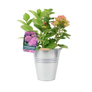 Pink Hydrangea Macrophylla In 3 L Pot – Summer Plant, 3 of 7