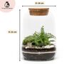 Closed Terrarium Kit With Live Plant | 'Luzern', thumbnail 2 of 10