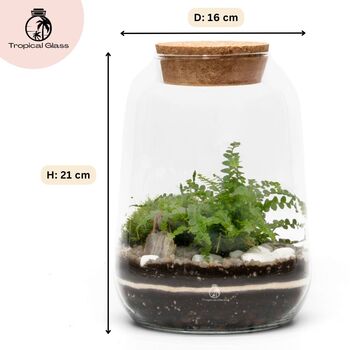 Closed Terrarium Kit With Live Plant | 'Luzern', 2 of 10