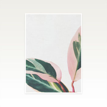 Pink Leaves Ii Photographic Plant Print, 2 of 2