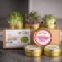 Organic Microgreen Tin Set Growing Kit | Brassica, thumbnail 1 of 2