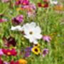Gardening Gift. Grow Your Own Wildflower Seeds Kit, thumbnail 3 of 3