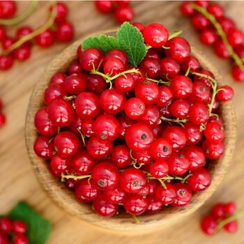 Redcurrant Plants, 'Red Lake', 5 of 5