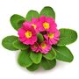 Primrose 'Candy Mix' 18 X Full Plant Pack, thumbnail 1 of 6