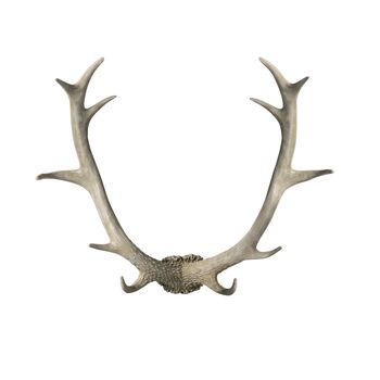 Sven Antler Wall Art, 2 of 3