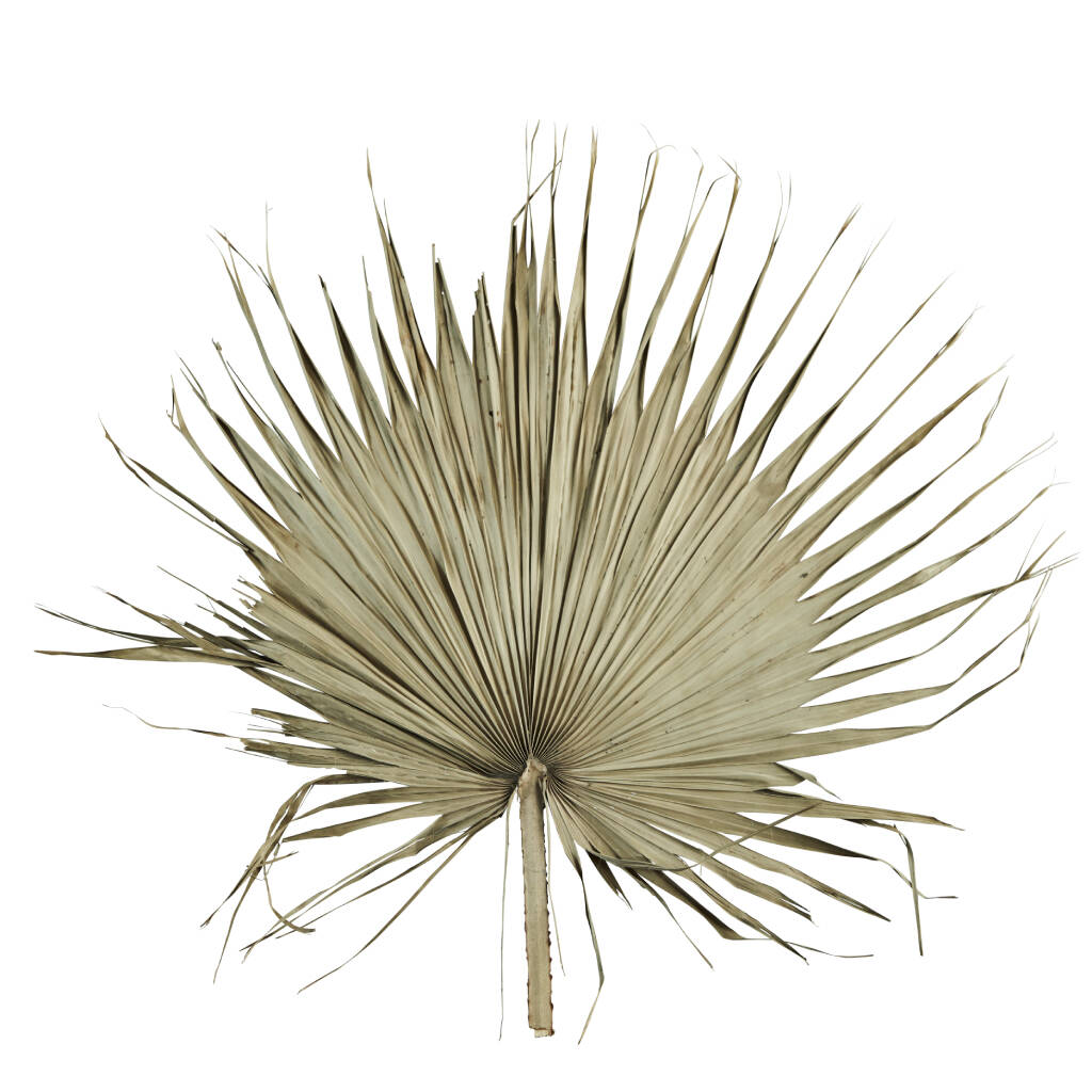 Large Decorative Palm Leaf By Posh Totty Designs Interiors