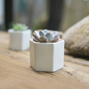 Small Hexagon Plant Pot Choice Of Succulent Or Cacti, 4 of 6