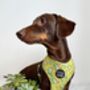 Zesty Butter Meadows Floral Dog Harness, thumbnail 6 of 8