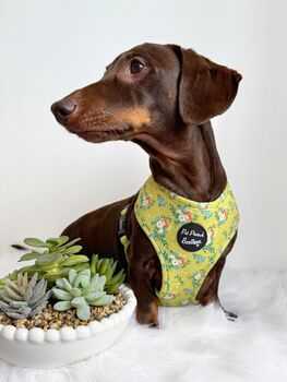 Zesty Butter Meadows Floral Dog Harness, 6 of 8