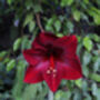 Christmas Amaryllis 'Grand Diva' One X Bulb Pack, thumbnail 3 of 3