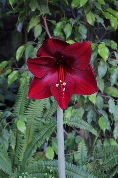 Christmas Amaryllis 'Grand Diva' One X Bulb Pack, 3 of 3