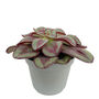 Painted Echeveria Easy Care Succulent House Plant, thumbnail 1 of 2