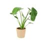 Monstera Swiss Cheese Plant In 12cm Pot, thumbnail 3 of 10