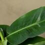 Musa Dwarf Cavendish | Banana Plant, thumbnail 2 of 2