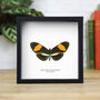 Postman Box Insect Bug Moth Butterfly Box Frame Entomology Taxidermy Interior Design Modern Home Decor Wall Hanging Gift Ornament, thumbnail 1 of 3